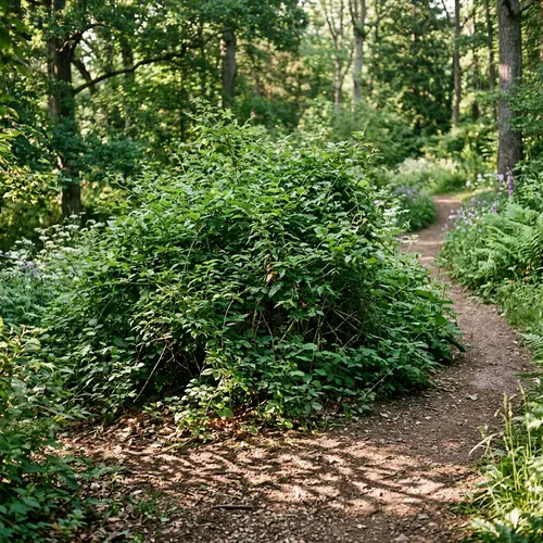 Lush Bush Bathed in Sunlight