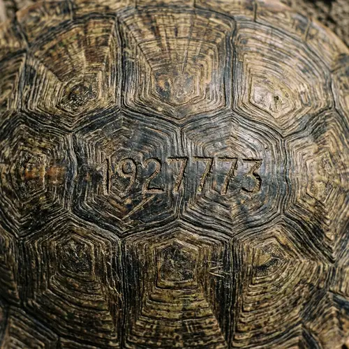 Turtle Shell Background Design
