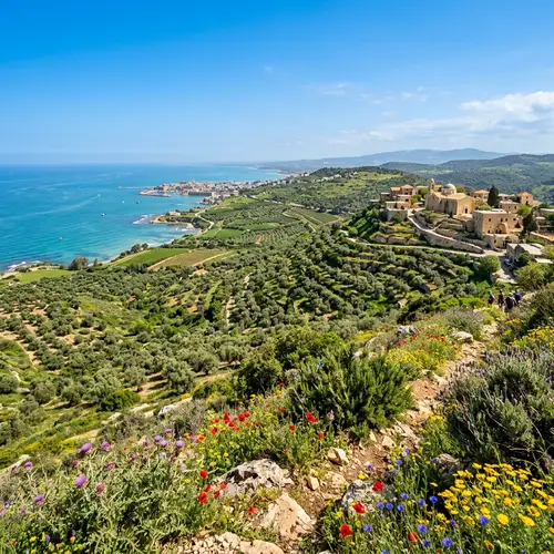 Mediterranean Landscape in Israel: Lush Green Hills & Olive Trees