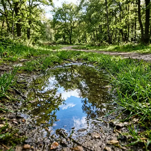 Shallow Puddle Reflection in a Natural Park